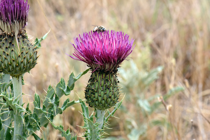 Yellowspine Thistle has flowers that might be pink, purple, white or lavender. This species has 1 to few floral heads. Cirsium ochrocentrum